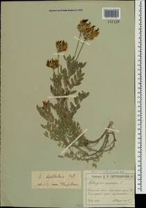 Astragalus albicaulis DC., Crimea (KRYM) (Russia)