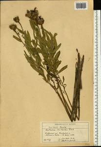 Centaurea glastifolia subsp. glastifolia, Eastern Europe, South Ukrainian region (E12) (Ukraine)