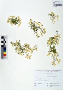 Callitriche palustris L., Siberia, Yakutia (S5) (Russia)