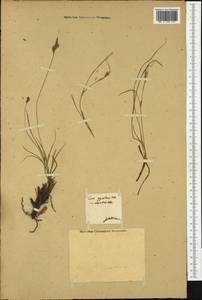 Carex halleriana Asso, Western Europe (EUR)