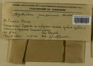 Polytrichum juniperinum Hedw., Bryophytes, Bryophytes - Russian Far East (excl. Chukotka & Kamchatka) (B20) (Russia)