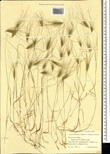 Taeniatherum caput-medusae (L.) Nevski, Crimea (KRYM) (Russia)