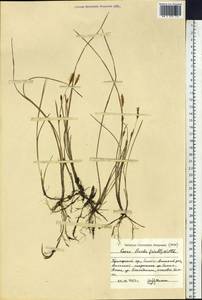 Carex livida (Wahlenb.) Willd., Siberia, Russian Far East (S6) (Russia)