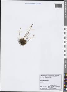 Saxifraga cespitosa L., Siberia, Central Siberia (S3) (Russia)