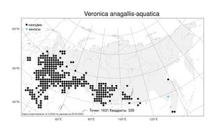 Veronica anagallis-aquatica L., Atlas of the Russian Flora (FLORUS) (Russia)