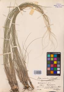 Stipa zalesskii Wilensky, Eastern Europe, Lower Volga region (E9) (Russia)