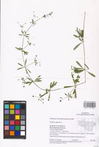 Galium aparine L., Eastern Europe, Central region (E4) (Russia)