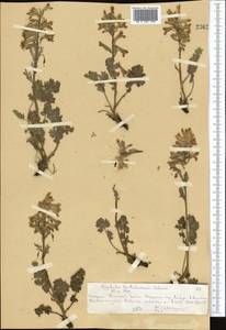 Corydalis gortschakovii Schrenk, Middle Asia, Northern & Central Tian Shan (M4) (Kazakhstan)