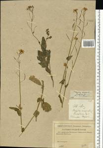 Brassica rapa subsp. sylvestris (L.) Janch., Eastern Europe, Central region (E4) (Russia)