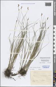 Carex praecox Schreb., Eastern Europe, Central forest-and-steppe region (E6) (Russia)