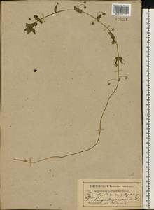 Lysimachia arvensis subsp. arvensis, Eastern Europe, Central forest-and-steppe region (E6) (Russia)