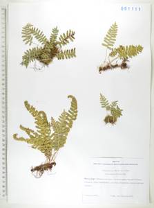 Polypodium sibiricum Sipliv., Siberia, Russian Far East (S6) (Russia)