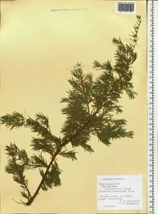 Juniperus communis L., Eastern Europe, Volga-Kama region (E7) (Russia)