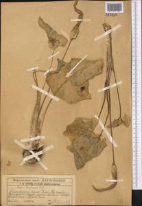 Arum korolkowii Regel, Middle Asia, Western Tian Shan & Karatau (M3) (Kazakhstan)