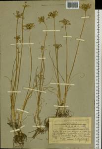 Allium anisopodium Ledeb., Siberia, Altai & Sayany Mountains (S2) (Russia)