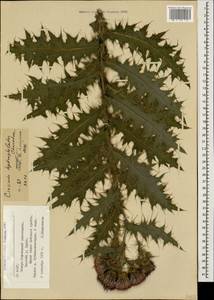 Cirsium elbrusense Sommier & Levier, Caucasus, North Ossetia, Ingushetia & Chechnya (K1c) (Russia)