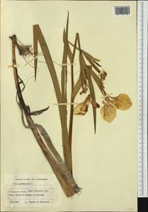 Iris pseudacorus L., Western Europe (EUR) (Finland)