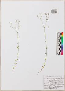 Arenaria serpyllifolia L., Eastern Europe, Central region (E4) (Russia)
