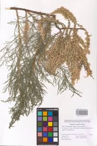 Tamarix octandra (M. Bieb.) Bunge, Eastern Europe, Lower Volga region (E9) (Russia)