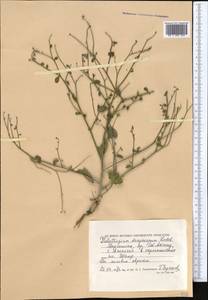 Heliotropium dasycarpum Ledeb., Middle Asia, Caspian Ustyurt & Northern Aralia (M8) (Kazakhstan)