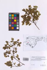 Vaccinium myrtillus L., Eastern Europe, Moscow region (E4a) (Russia)