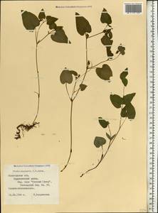 Viola × neglecta F. W. Schmidt, Eastern Europe, Northern region (E1) (Russia)