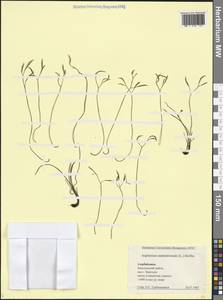Asplenium septentrionale (L.) Hoffm., Caucasus, Azerbaijan (K6) (Azerbaijan)