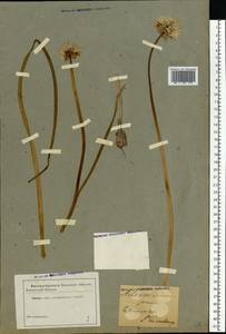 Allium schoenoprasum L., Eastern Europe, North-Western region (E2) (Russia)