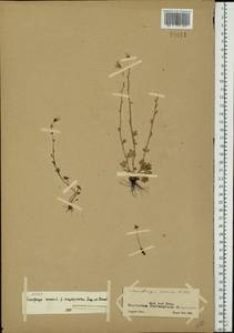 Saxifraga cernua L., Eastern Europe, Northern region (E1) (Russia)
