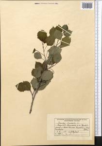 Populus tremula L., Middle Asia, Northern & Central Tian Shan (M4) (Kyrgyzstan)