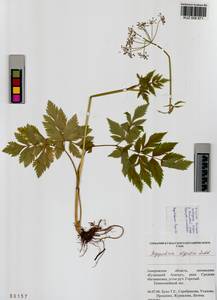 Aegopodium alpestre Ledeb., Siberia, Altai & Sayany Mountains (S2) (Russia)