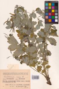 Chelidonium majus L., Eastern Europe, Lower Volga region (E9) (Russia)