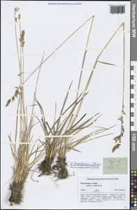 Paracolpodium altaicum (Trin.) Tzvelev, Siberia, Altai & Sayany Mountains (S2) (Russia)