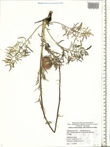 Jurinea cretacea Bunge, Eastern Europe, Central forest-and-steppe region (E6) (Russia)