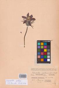 Pulsatilla patens (L.) Mill., Eastern Europe, Lower Volga region (E9) (Russia)