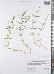 Stellaria hebecalyx Fenzl, Eastern Europe, Central forest region (E5) (Russia)
