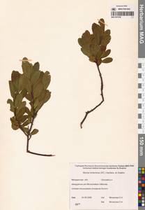 Myrica gale subsp. tomentosa (C.DC.) E. Murray, Siberia, Chukotka & Kamchatka (S7) (Russia)