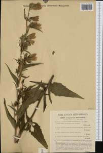 Campanula trachelium L., Western Europe (EUR) (Austria)