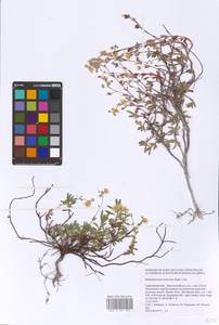 Helianthemum rupifragum A. Kern., Eastern Europe, Lower Volga region (E9) (Russia)