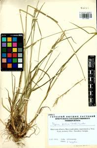 Elymus gmelinii (Trin.) Tzvelev, Siberia, Baikal & Transbaikal region (S4) (Russia)