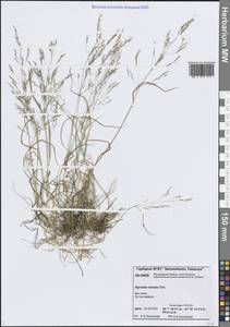 Agrostis clavata Trin., Siberia, Central Siberia (S3) (Russia)