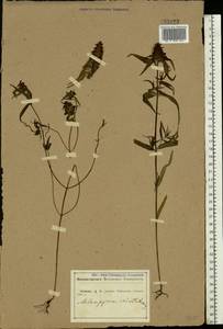 Melampyrum cristatum L., Eastern Europe, Central forest-and-steppe region (E6) (Russia)