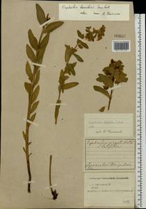Euphorbia esula subsp. esula, Eastern Europe, Central forest region (E5) (Russia)