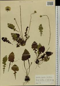 Leibnitzia anandria (L.) Nakai, Siberia, Russian Far East (S6) (Russia)