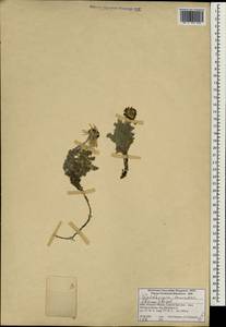 Waldheimia tomentosa (Decne.) Regel, South Asia, South Asia (Asia outside ex-Soviet states and Mongolia) (ASIA) (India)