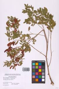 Glycyrrhiza glabra L., Eastern Europe, Lower Volga region (E9) (Russia)