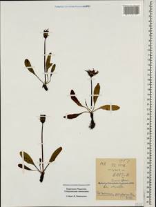 Taraxacum porphyranthum Boiss., Caucasus, Stavropol Krai, Karachay-Cherkessia & Kabardino-Balkaria (K1b) (Russia)