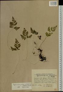 Gymnocarpium jessoense, Siberia, Baikal & Transbaikal region (S4) (Russia)