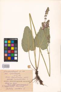 MHA 0 156 206, Salvia nutans L., Eastern Europe, Lower Volga region (E9) (Russia)