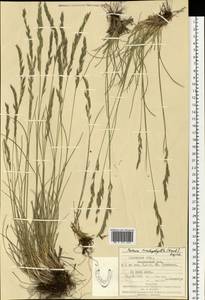 Festuca trachyphylla (Hack.) Hack., Eastern Europe, West Ukrainian region (E13) (Ukraine)